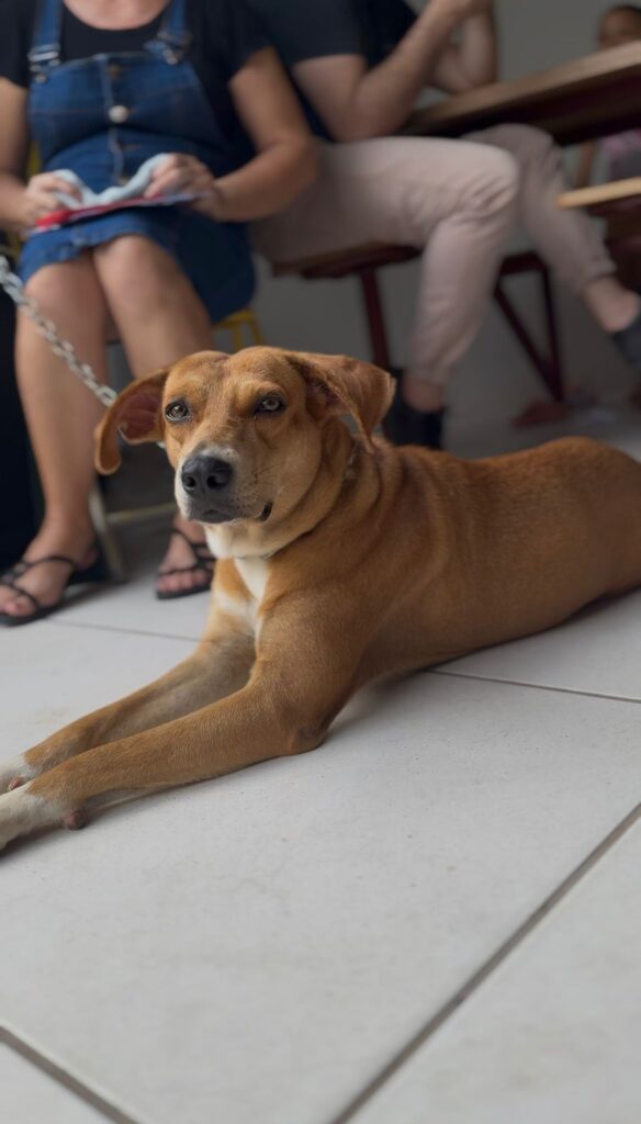 CASTRAÇÃO E MICROCHIPAGEM