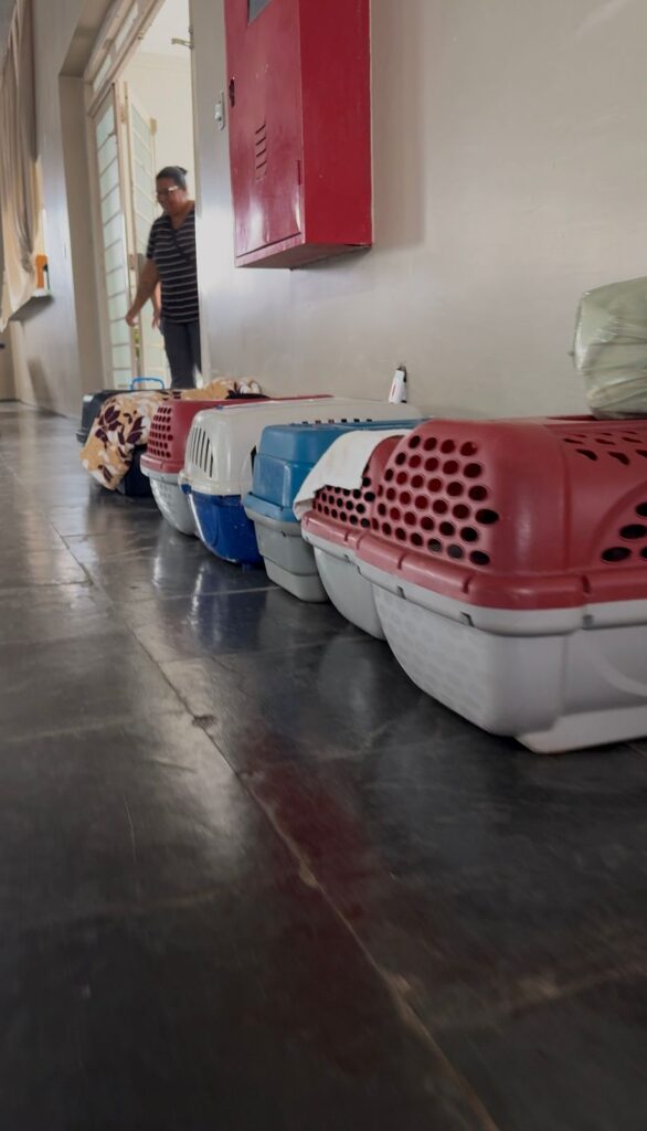 CASTRAÇÃO E MICROCHIPAGEM