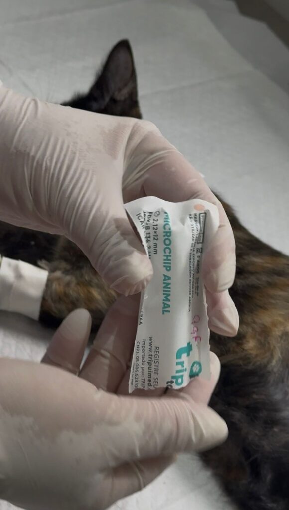 CASTRAÇÃO E MICROCHIPAGEM