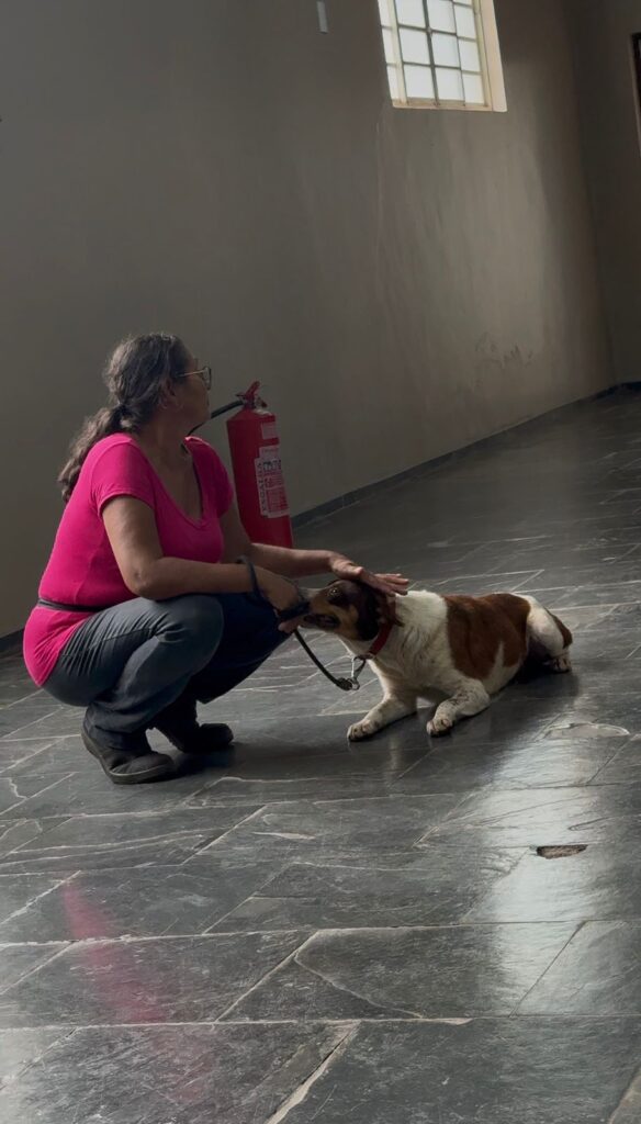 CASTRAÇÃO E MICROCHIPAGEM